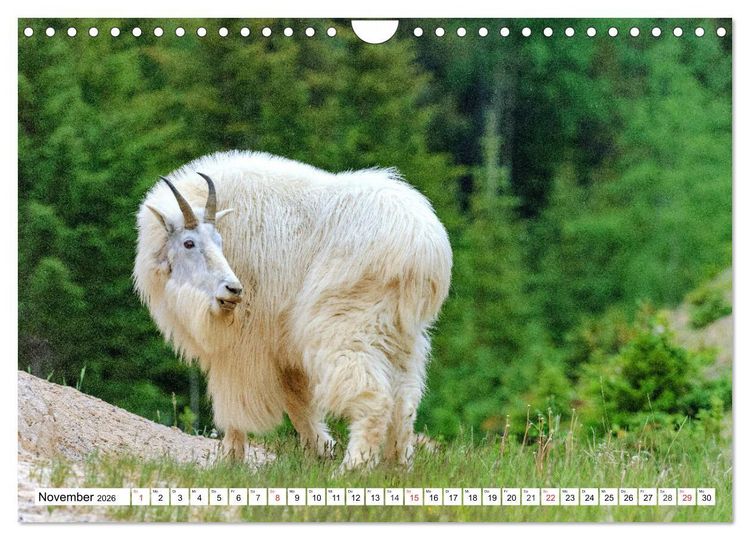 Produktbild: Tierwelt in den Canadian Rockies (Wandkalender 2026 DIN A4 quer), CALVENDO Monatskalender