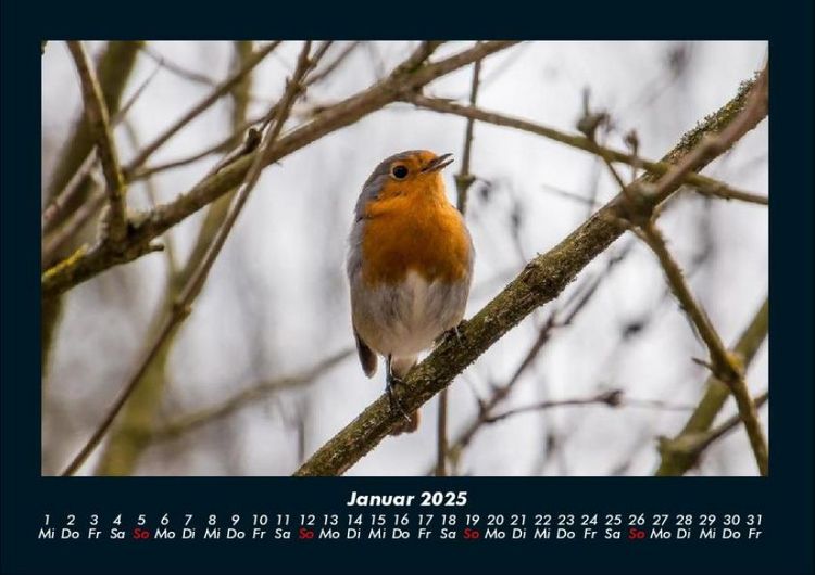 Produktbild: Vogelparadies 2025 Fotokalender DIN A4