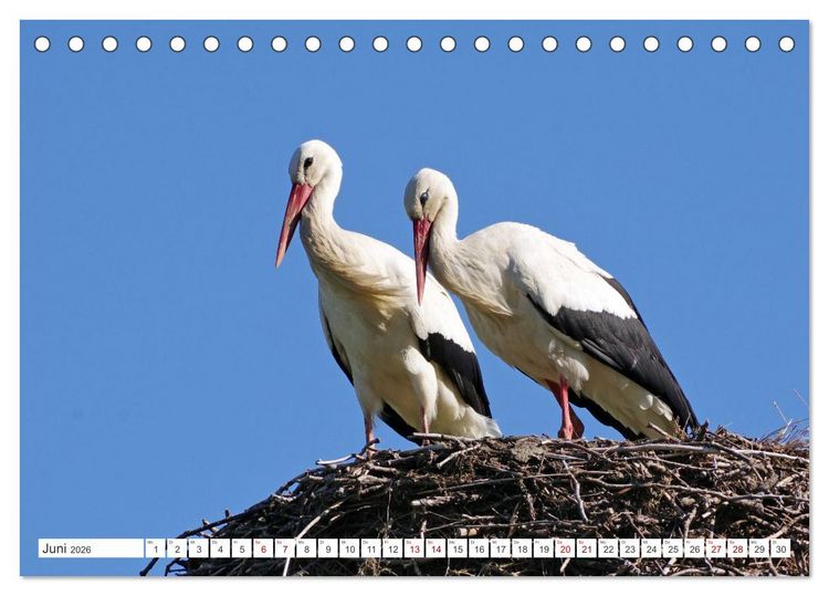 Produktbild: Wildes Wendland (Tischkalender 2026 DIN A5 quer), CALVENDO Monatskalender