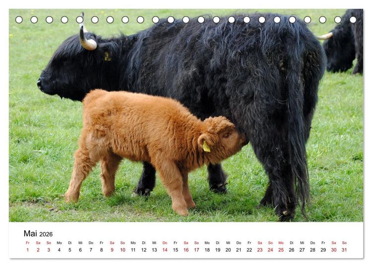 Produktbild: Die Schottischen Hochlandrinder und ihr Nachwuchs (Tischkalender 2026 DIN A5 quer), CALVENDO Monatskalender