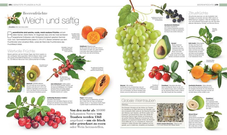 Produktbild: DK Bibliothek. Pflanzen & Pilze