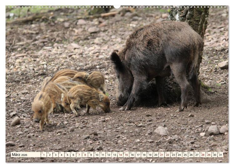 Produktbild: Wildschweine - Tiere aus unseren W&auml;ldern (Wandkalender 2026 DIN A2 quer), CALVENDO Monatskalender