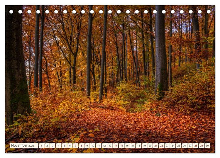 Produktbild: Im Zauber der W&auml;lder (Tischkalender 2026 DIN A5 quer), CALVENDO Monatskalender
