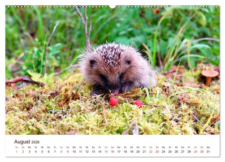 Produktbild: Igel 2026. Tierische Impressionen (hochwertiger Premium Wandkalender 2026 DIN A2 quer), Kunstdruck in Hochglanz