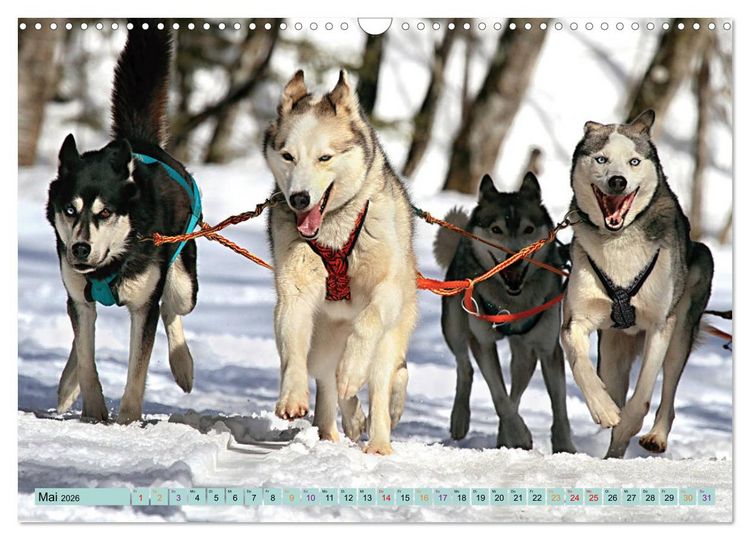 Produktbild: Huskies - Tolle Gef&auml;hrten (Wandkalender 2026 DIN A3 quer), CALVENDO Monatskalender