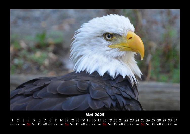 Produktbild: Adler 2025 Fotokalender DIN A3