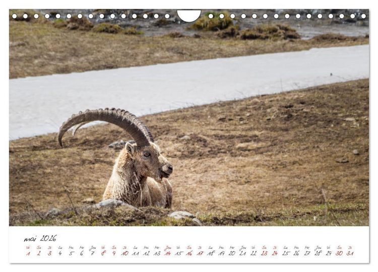 Produktbild: Les Hautes-Alpes sur les chemins des marmottes (Calendrier mural 2026 DIN A4 vertical), CALVENDO calendrier mensuel