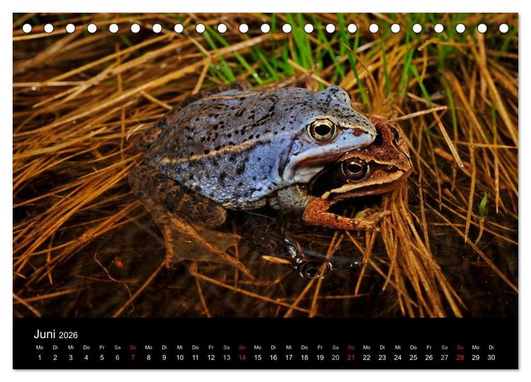 Produktbild: Fr&ouml;sche (Tischkalender 2026 DIN A5 quer), CALVENDO Monatskalender