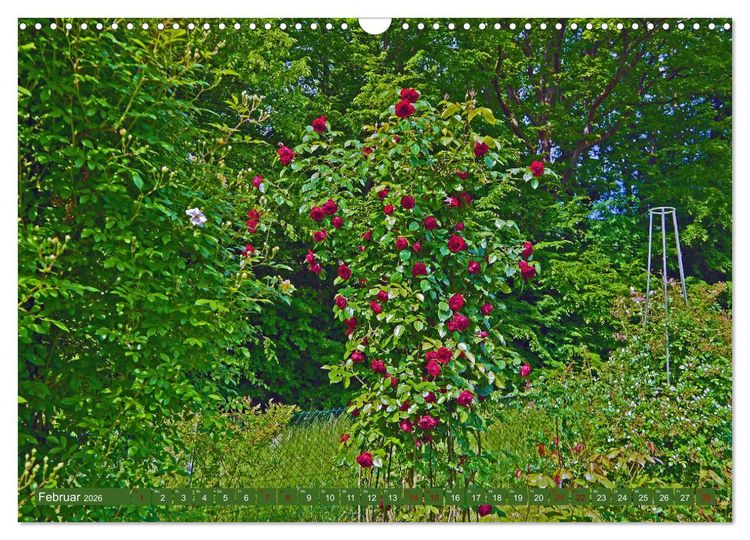 Produktbild: Rosengarten auf dem Beutig (Wandkalender 2026 DIN A3 quer), CALVENDO Monatskalender