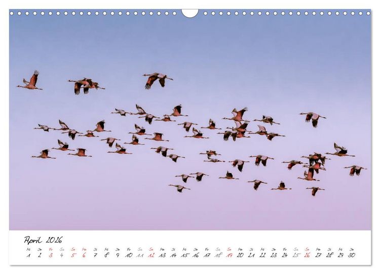Produktbild: Mein Fischland! Unterwegs auf dem Dar&szlig; (Wandkalender 2026 DIN A3 quer), CALVENDO Monatskalender