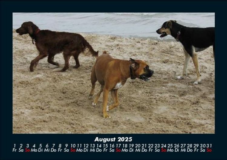 Produktbild: Hundezauber 2025 Fotokalender DIN A5