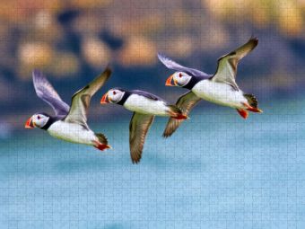Produktbild: CALVENDO Puzzle Ein Motiv aus dem Kalender Tieftaucher Papageitaucher | 1000 Teile Lege-Gr&ouml;&szlig;e 64x48cm Foto-Puzzle f&uuml;r gl&uuml;ckliche Stunden