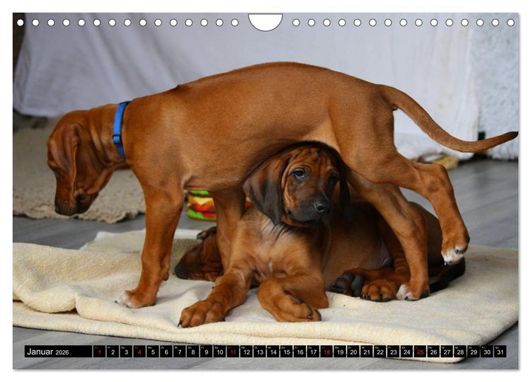 Produktbild: Rhodesian Ridgeback - Schnappsch&uuml;sse - (Wandkalender 2026 DIN A4 quer), CALVENDO Monatskalender