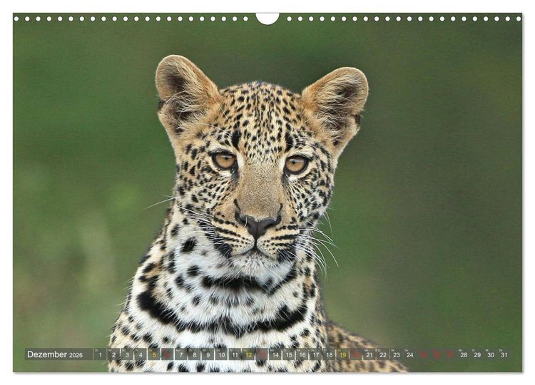 Produktbild: L&ouml;wen und Leoparden - Begegnungen in Afrika (Wandkalender 2026 DIN A3 quer), CALVENDO Monatskalender