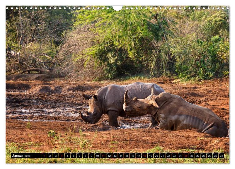 Produktbild: Afrikas Tierwelt: Nash&ouml;rner (Wandkalender 2026 DIN A3 quer), CALVENDO Monatskalender