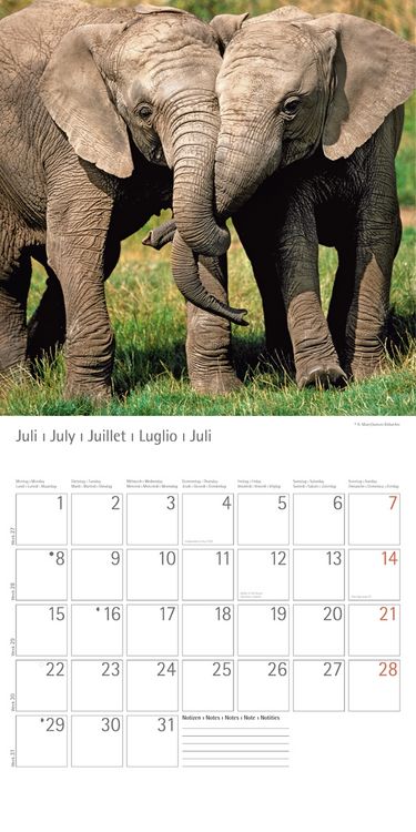 Produktbild: Elefanten - T & C-Kalender 2013