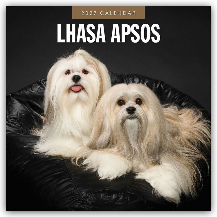 Produktbild: Lhasa Apsos &ndash; Lhasa Apso 2027 &ndash; 16-Monatskalender