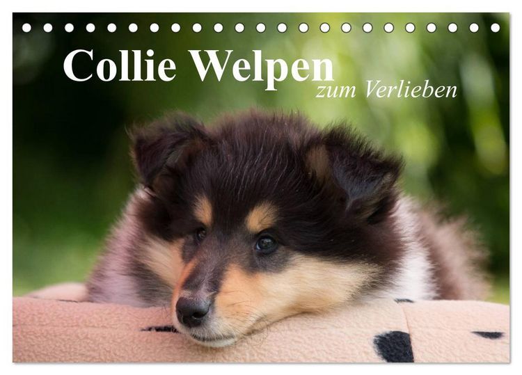 Produktbild: Collie Welpen zum Verlieben (Tischkalender 2026 DIN A5 quer), CALVENDO Monatskalender