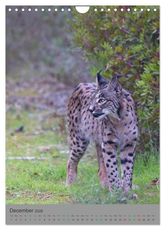 Produktbild: Wildlife of Spain (Wall Calendar 2026 DIN A4 portrait), CALVENDO 12 Month Wall Calendar