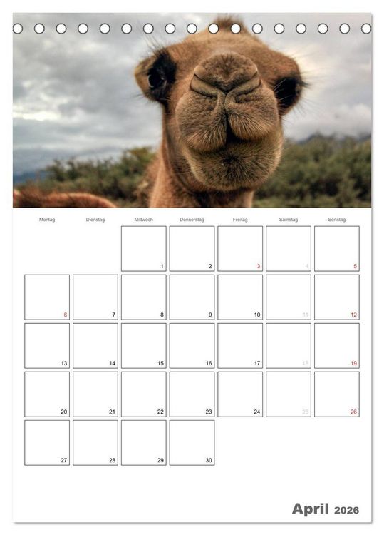 Produktbild: Kamel Portr&auml;t (Tischkalender 2026 DIN A5 hoch), CALVENDO Monatskalender