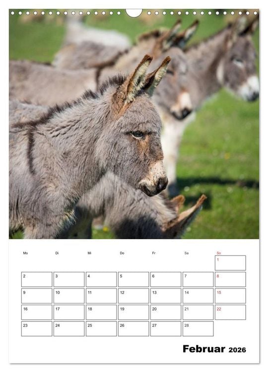 Produktbild: S&uuml;&szlig;e Esel. Langohren zum Verlieben (Wandkalender 2026 DIN A3 hoch), CALVENDO Monatskalender