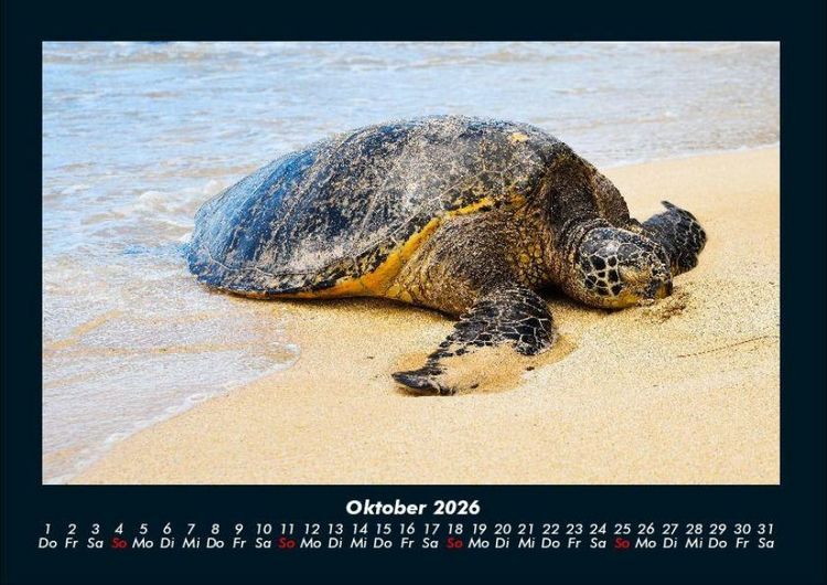 Produktbild: Schildkr&ouml;tenzauber 2026 Fotokalender DIN A4