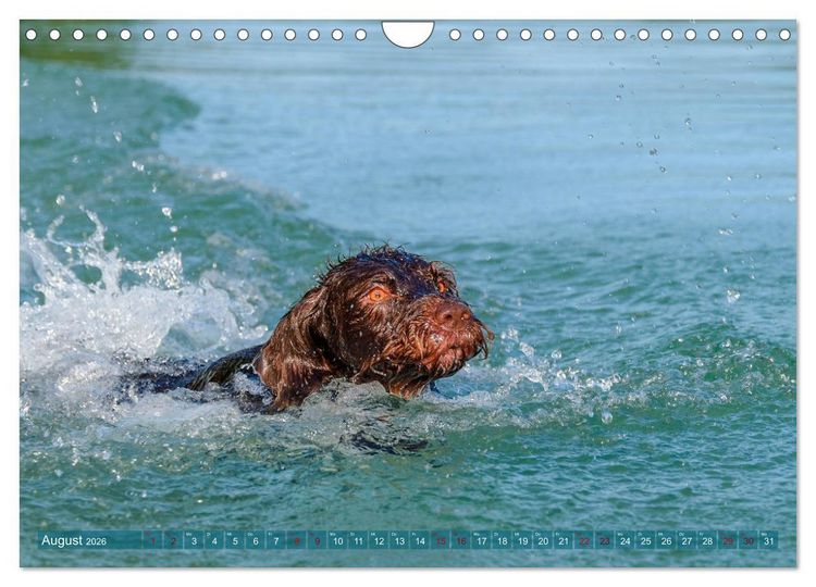 Produktbild: Deutsch Drahthaar - Ein Jahr mit Max (Wandkalender 2026 DIN A4 quer), CALVENDO Monatskalender