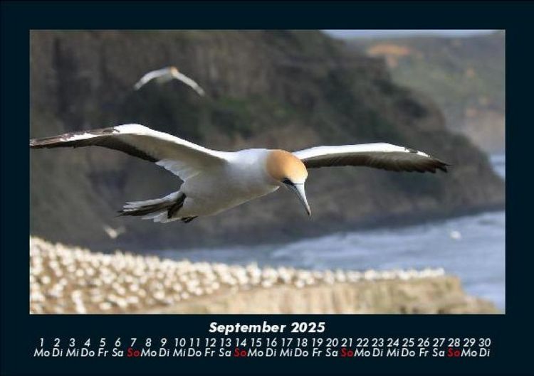 Produktbild: Vogelparadies 2025 Fotokalender DIN A5