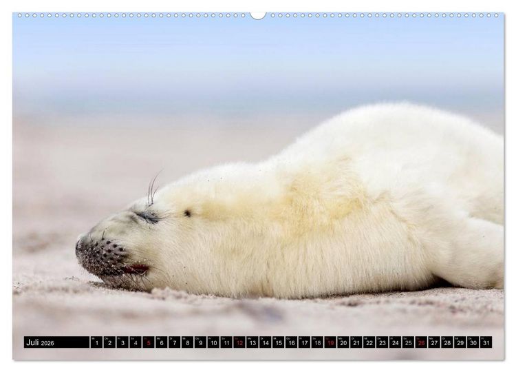 Produktbild: Robbenbabys (hochwertiger Premium Wandkalender 2026 DIN A2 quer), Kunstdruck in Hochglanz