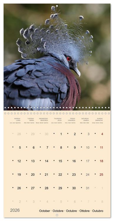 Produktbild: Portraits d'oiseaux des beaut&eacute;s plumeuses (Calendrier mural carr&eacute; 2026 30x30 cm) Calendrier double avec une page pour vos prises de notes