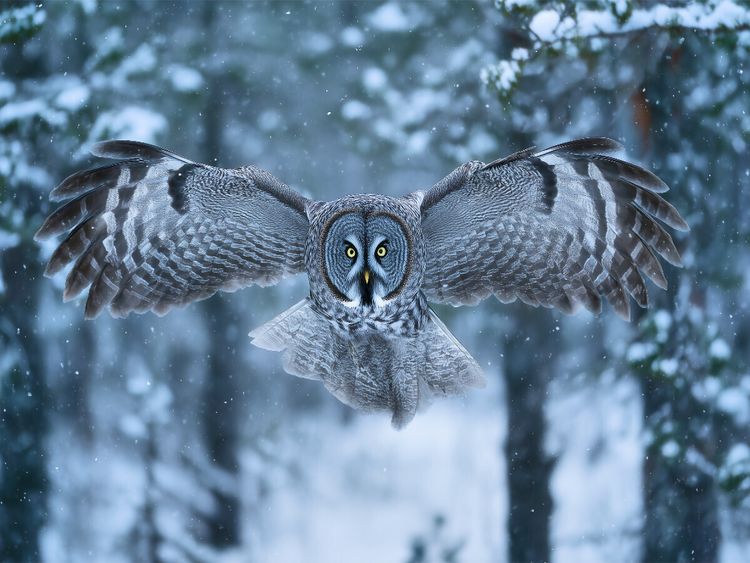 Produktbild: CALVENDO Puzzle Eule, die W&auml;chterin der Nacht | 1000 Teile Lege-Gr&ouml;&szlig;e 64x48cm Foto-Puzzle f&uuml;r gl&uuml;ckliche Stunden