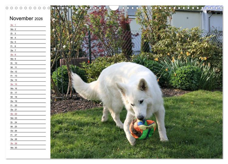 Produktbild: Berger Blanc Suisse - Wei&szlig;er Schweizer Sch&auml;ferhund (Wandkalender 2026 DIN A3 quer), CALVENDO Monatskalender