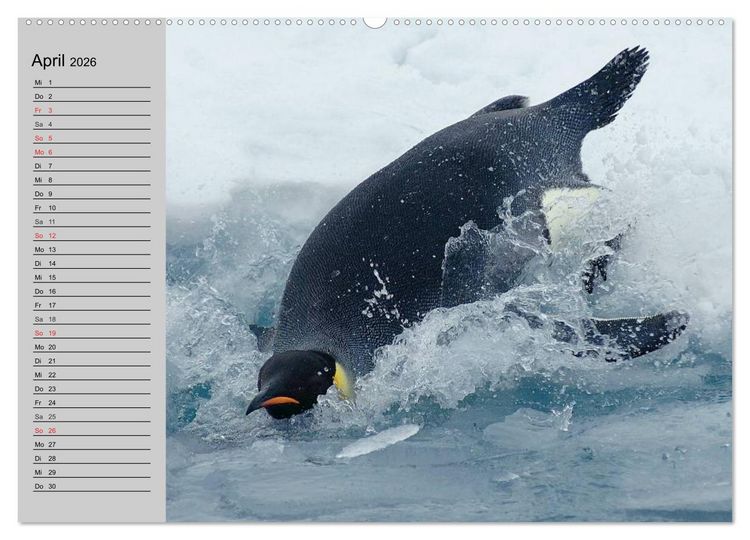 Produktbild: Pinguine - Watscheln im festlichen Kleid (hochwertiger Premium Wandkalender 2026 DIN A2 quer), Kunstdruck in Hochglanz