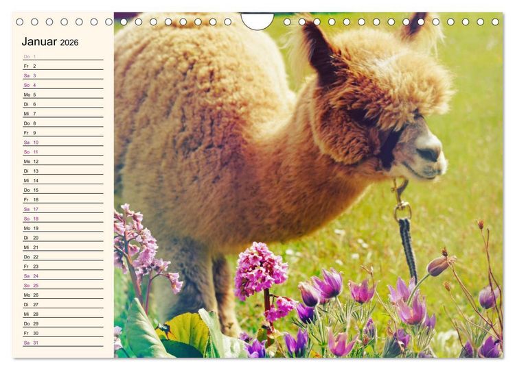 Produktbild: Alpakas im Blumenzauber (Wandkalender 2026 DIN A4 quer), CALVENDO Monatskalender