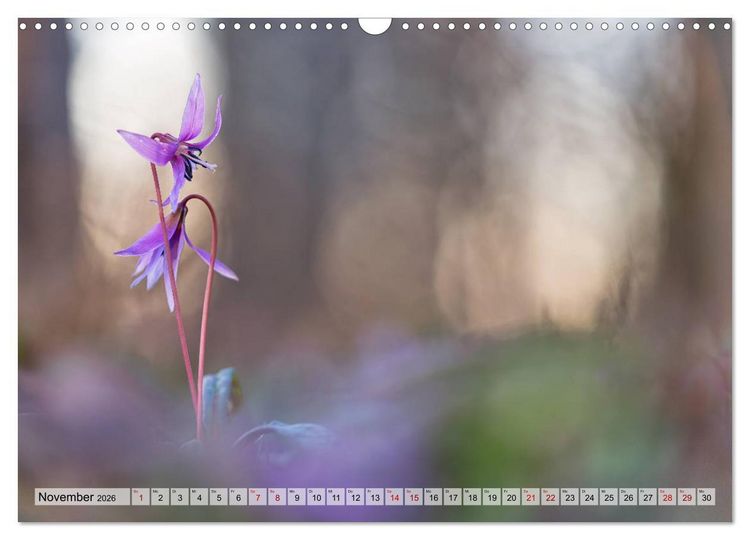 Produktbild: M&auml;rchenwelt der Wildblumen (Wandkalender 2026 DIN A3 quer), CALVENDO Monatskalender