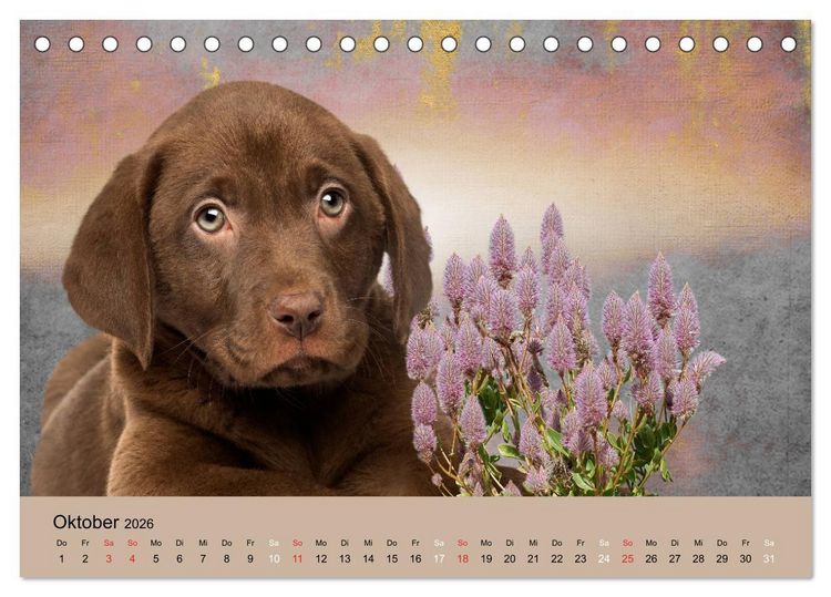 Produktbild: Labrador Retriever unsere Freunde (Tischkalender 2026 DIN A5 quer), CALVENDO Monatskalender
