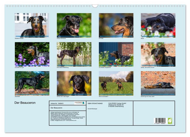 Produktbild: Der Beauceron (Wandkalender 2026 DIN A2 quer), CALVENDO Monatskalender