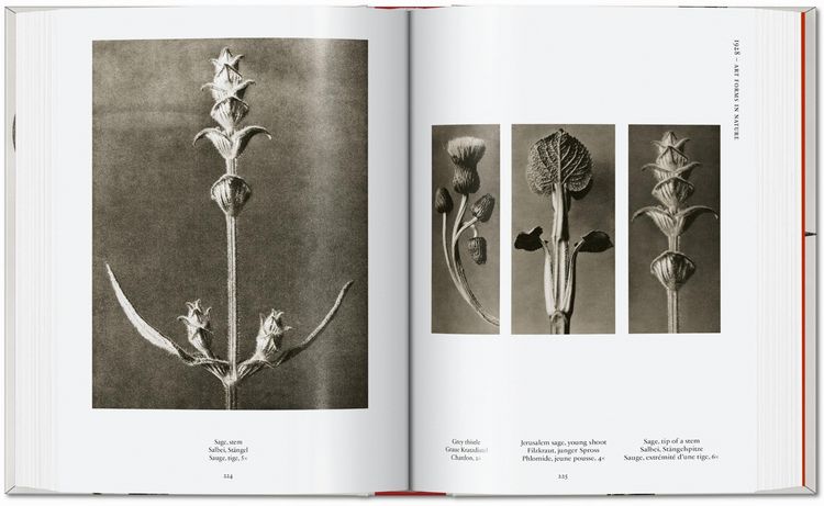 Produktbild: Karl Blossfeldt. The Complete Published Work. 45th Ed.