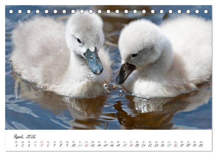 Produktbild: Vom K&uuml;ken zum Schwan (Tischkalender 2026 DIN A5 quer), CALVENDO Monatskalender