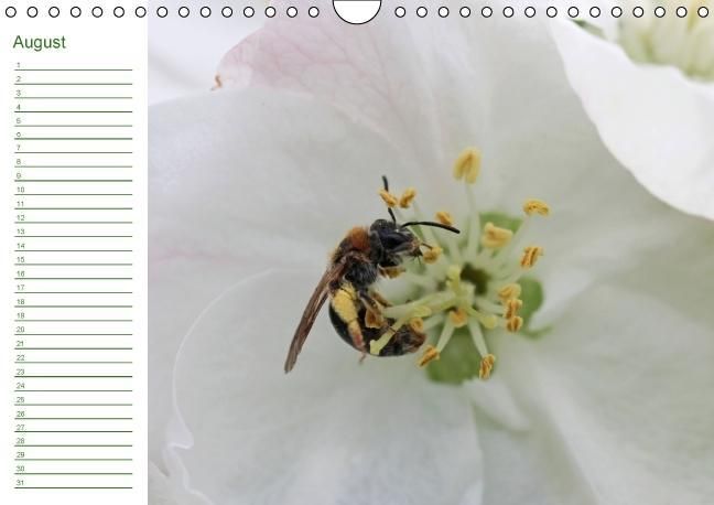Produktbild: Bienen - Emsige Helfer (Wandkalender immerw&auml;hrend DIN A4 quer)