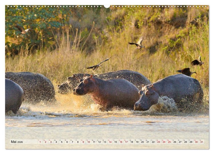 Produktbild: Faszination Afrika: Flusspferde (Wandkalender 2026 DIN A2 quer), CALVENDO Monatskalender