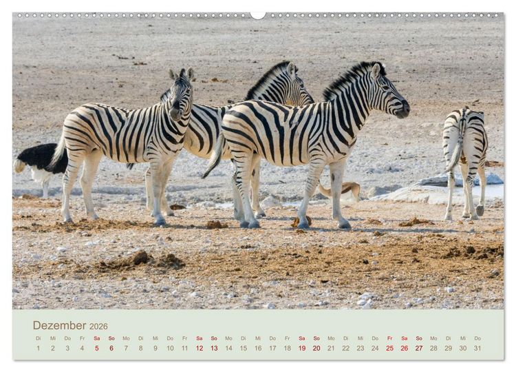 Produktbild: Zebras in Afrika (hochwertiger Premium Wandkalender 2026 DIN A2 quer), Kunstdruck in Hochglanz