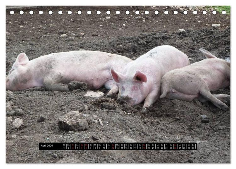 Produktbild: Schweinereien (Tischkalender 2026 DIN A5 quer), CALVENDO Monatskalender
