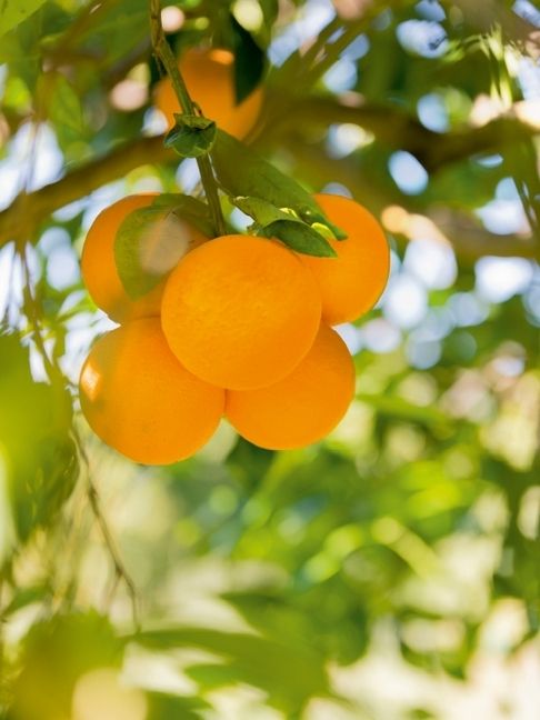 Produktbild: Fr&uuml;chte im Garten (Puzzle)