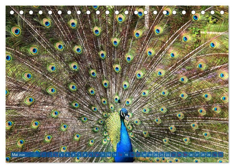 Produktbild: Die Pfaueninsel in Berlin (Tischkalender 2026 DIN A5 quer), CALVENDO Monatskalender
