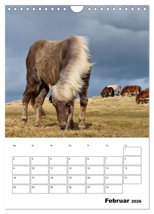 Produktbild: ISLANDPFERDE an der K&uuml;ste von Sn&aelig;fellsnes (Wandkalender 2026 DIN A4 hoch), CALVENDO Monatskalender