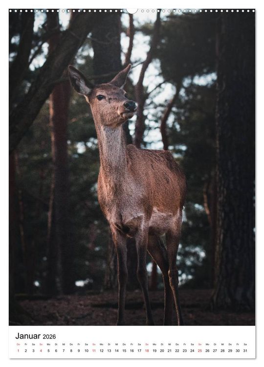 Produktbild: Wilde Nachbarn: Rotwild (hochwertiger Premium Wandkalender 2026 DIN A2 hoch), Kunstdruck in Hochglanz