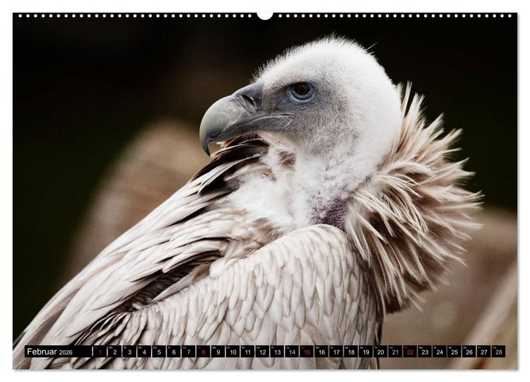 Produktbild: Greifv&ouml;gel (hochwertiger Premium Wandkalender 2026 DIN A2 quer), Kunstdruck in Hochglanz