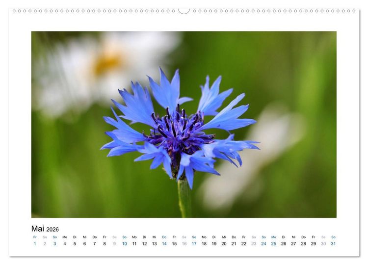 Produktbild: Kornblumen - Blaue Sch&ouml;nheiten (Wandkalender 2026 DIN A2 quer), CALVENDO Monatskalender