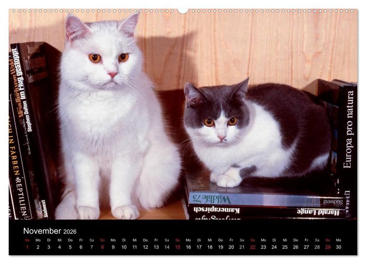 Produktbild: Katzen (hochwertiger Premium Wandkalender 2026 DIN A2 quer), Kunstdruck in Hochglanz